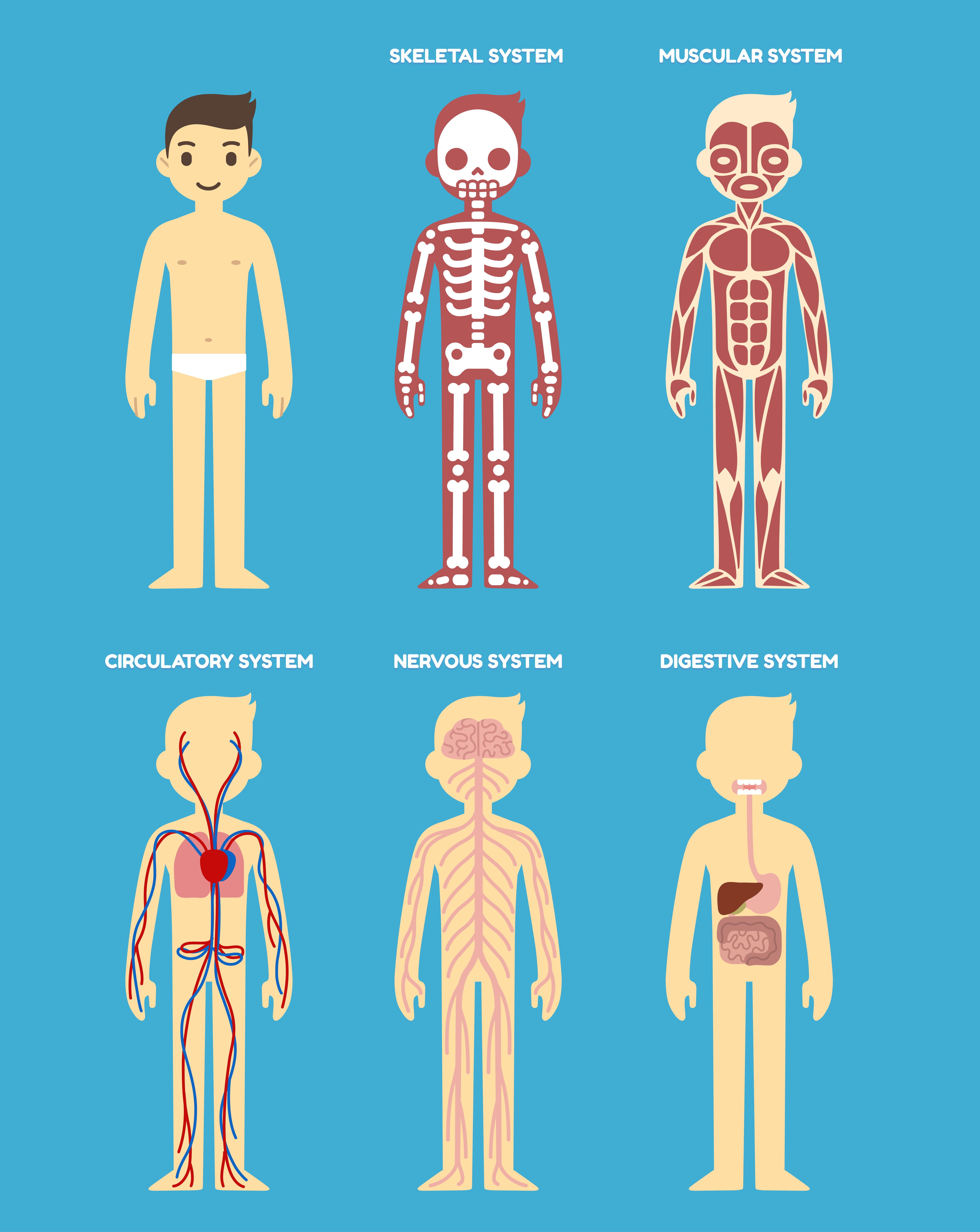 Stylized human body anatomy chart: skeletal, muscular, circulatory, nervous and digestive systems. Flat cartoon style.